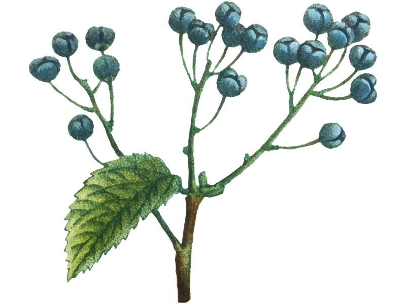 Juniper