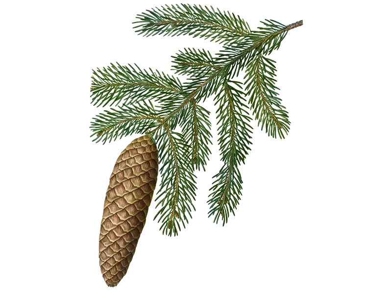 Pine needles