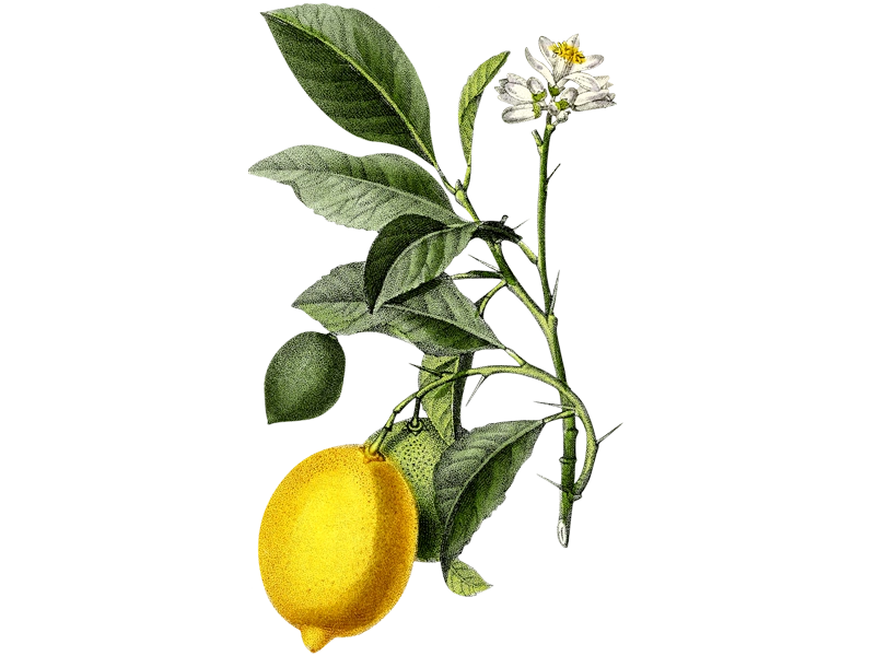 Lemon