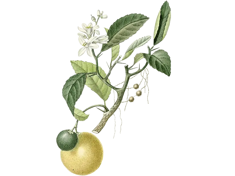 Lime