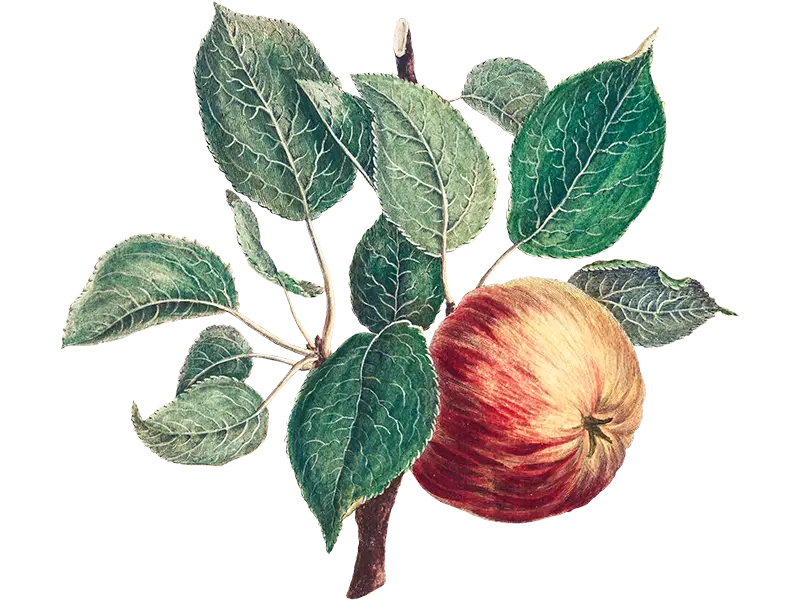 Red Apple